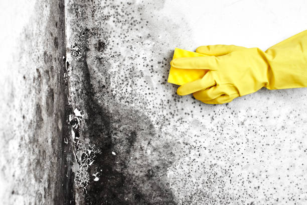 Best Toxic Mold Removal  in Marshalltown, IA