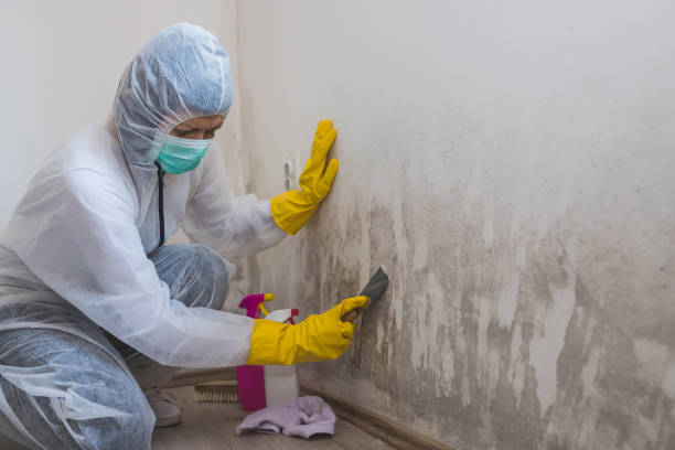 Best Residential Mold Removal  in Marshalltown, IA