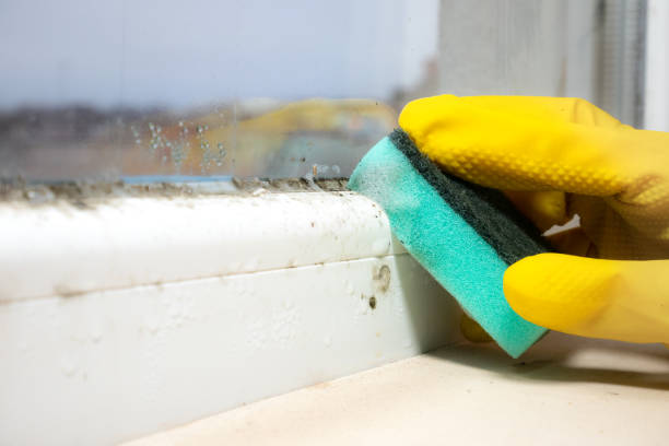Best Professional Mold Removal  in Marshalltown, IA
