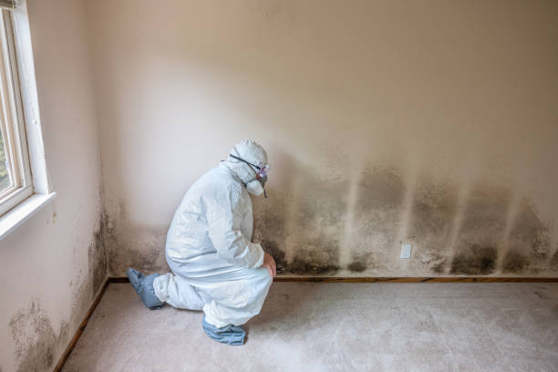 Best Certified Mold Removal  in Marshalltown, IA