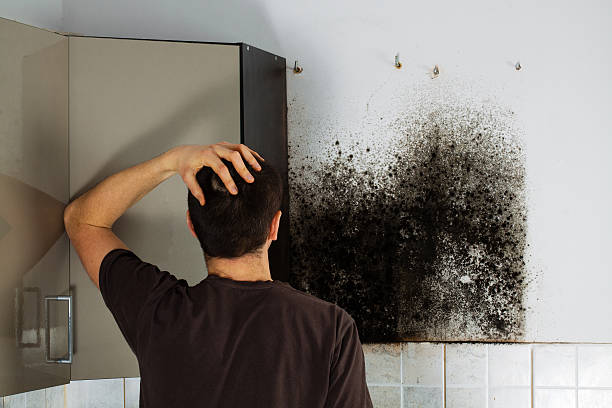 Trusted Marshalltown, IA Mold Removal Experts