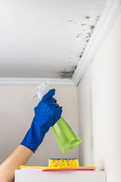 Best Mold Removal Near Me  in Marshalltown, IA