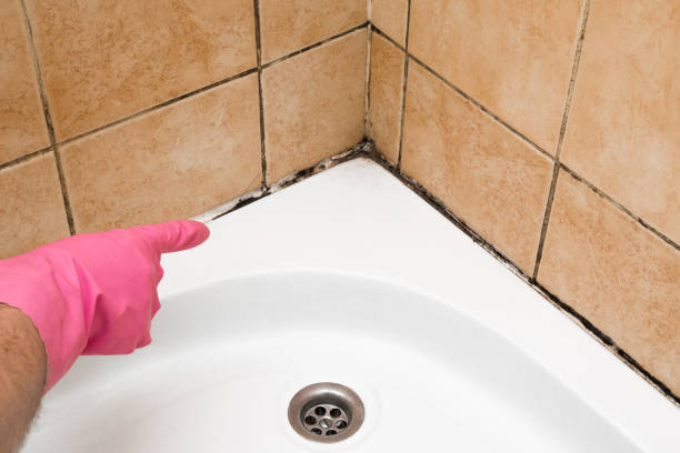 Best Attic Mold Removal  in Marshalltown, IA